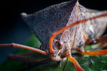 Macro photos of moth's head.