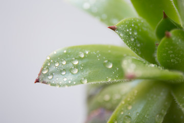 Naklejka na ściany i meble Close up of drops on succulent's leaves