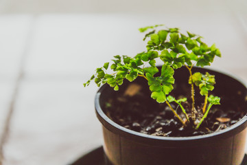 fitness dumbbell set on yoga mat with measuring tape wrapped around them
