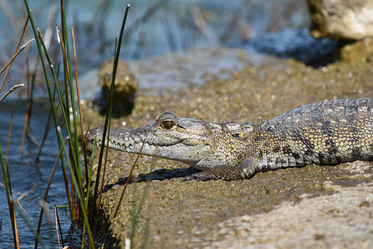 Small crocodile, alligator looking towards water
