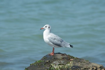 a seagull sitting down