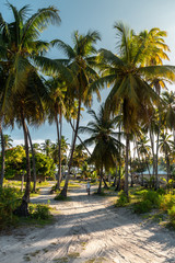 Fototapeta na wymiar Sandy path and palm trees