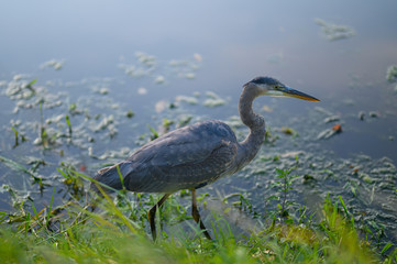 The heron hunts in a pond, lake.