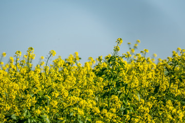 Rapsfeld im Herbst