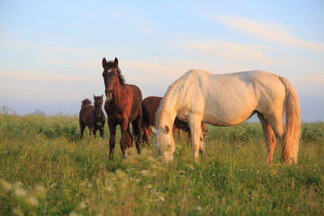horse and foal at the field
