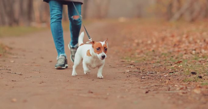 Little cute dog runs on a leash and wags its tail. Portrait view.