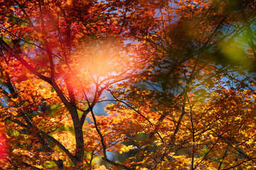 紅葉