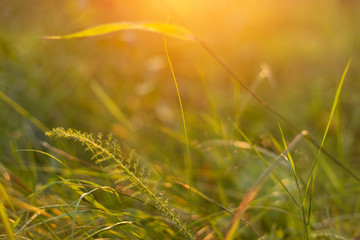 Abstract nature background with grass and sunlight