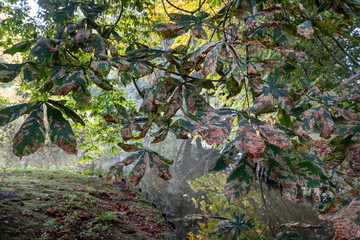 Leaves of the horse chestnut tree turning colour in autumn, photographed in woodlands near...