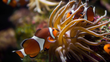 tropical fish in aquarium