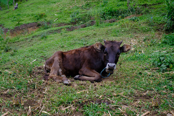 Becerro descansando en el campo.