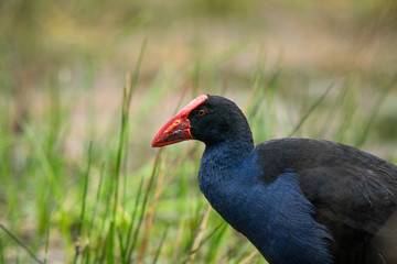 A Pukeko (Swamp Hen) wading in a pond in New Zealand	