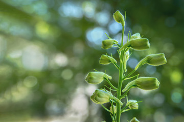 Green buds in front of a green background with bokeh