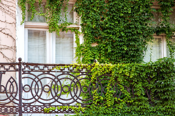 Fototapeta na wymiar balcony with iron railings wrought iron fence of a building of ivy overgrown with deciduous climbing plant.