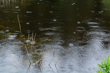 Pond in the rain