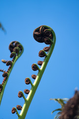 Close up of a New Zealand fern (Koru) isolated on a clear blue sky