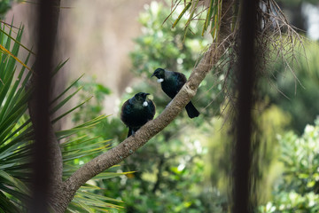Tui birds on a branch of a Cabbage tree in New Zealand