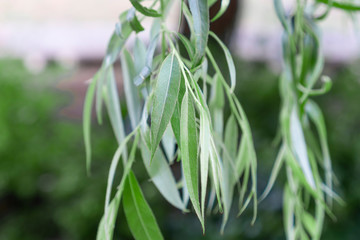 Beautiful leaves of willow tree close-up