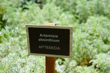 Silver green foliage of Artemisia mugwort plant
