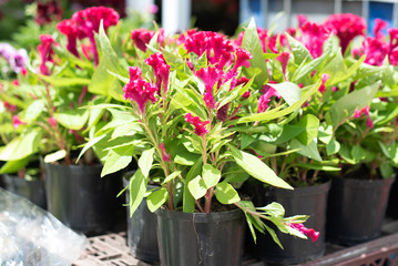 flowers magenta in pots