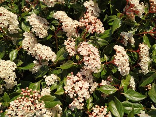 flowers in the garden