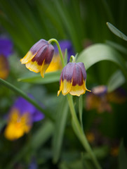 Purple and yellow tulip
