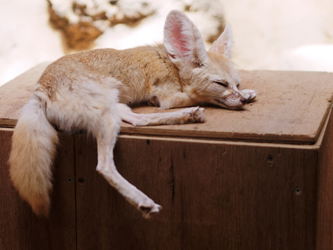 Cute baby fox sleeping on a wooden box