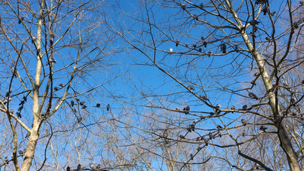 pigeons perched on a tree in the marquês square garden