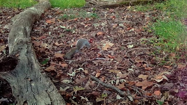 grey squirrel looking for food in forest