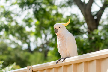 Sulphur-crested cockatoo seating on a fence. Urban wildlife. Australian backyard visitors