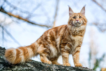 Maine coon kitten sitting on a tree in forest, park on summer sunny day.