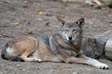Fototapeta premium Adult Male Red Wolf