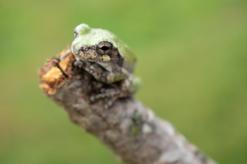 a green tree frog on a branch