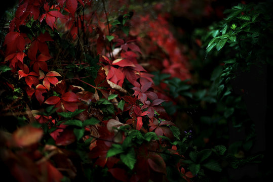 Wet Fall