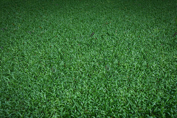 Nature green grass in the garden