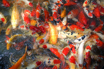 Colorful fancy carp fish, koi fish