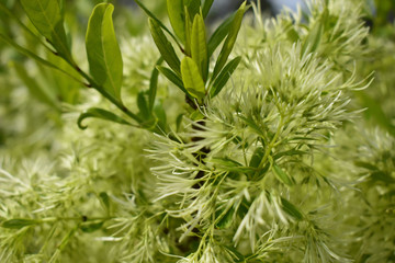 Plant life, the environment