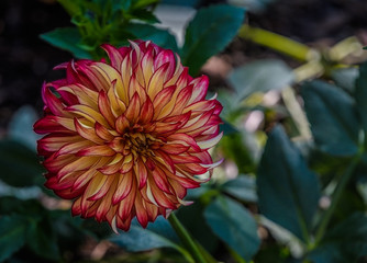 Dahlia bloom with negative space