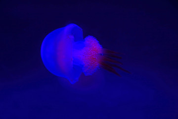 nettle jellyfish