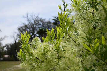 Plant life, the environment