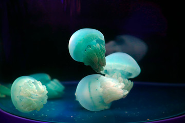 jellyfish