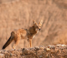 Alert Coyote in the Wild
