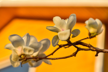 Close-up of red and yellow magnolias blooming in the botanical garden in spring