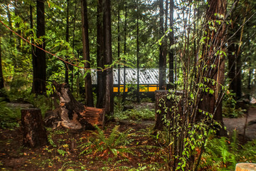 cabin in the forest