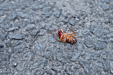 Dead insect, example of use of insecticides and pesticides.