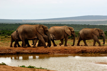 Elephants of Addo elephant Park