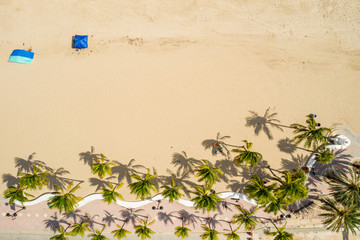 Palm trees on Fort Lauderdale Beach FL direct overhead shot