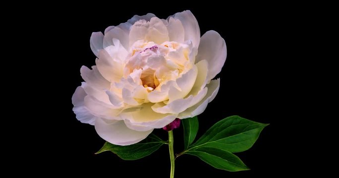 Beautiful white Peony on black background. Blooming peony flower open, time lapse, close-up.