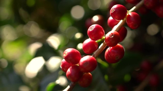 coffe beans on a tree