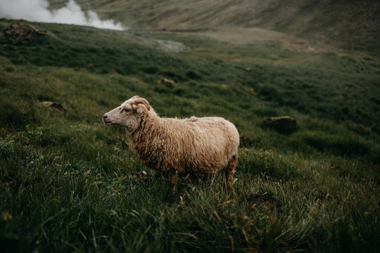 Sheep On Green Hill In Iceland